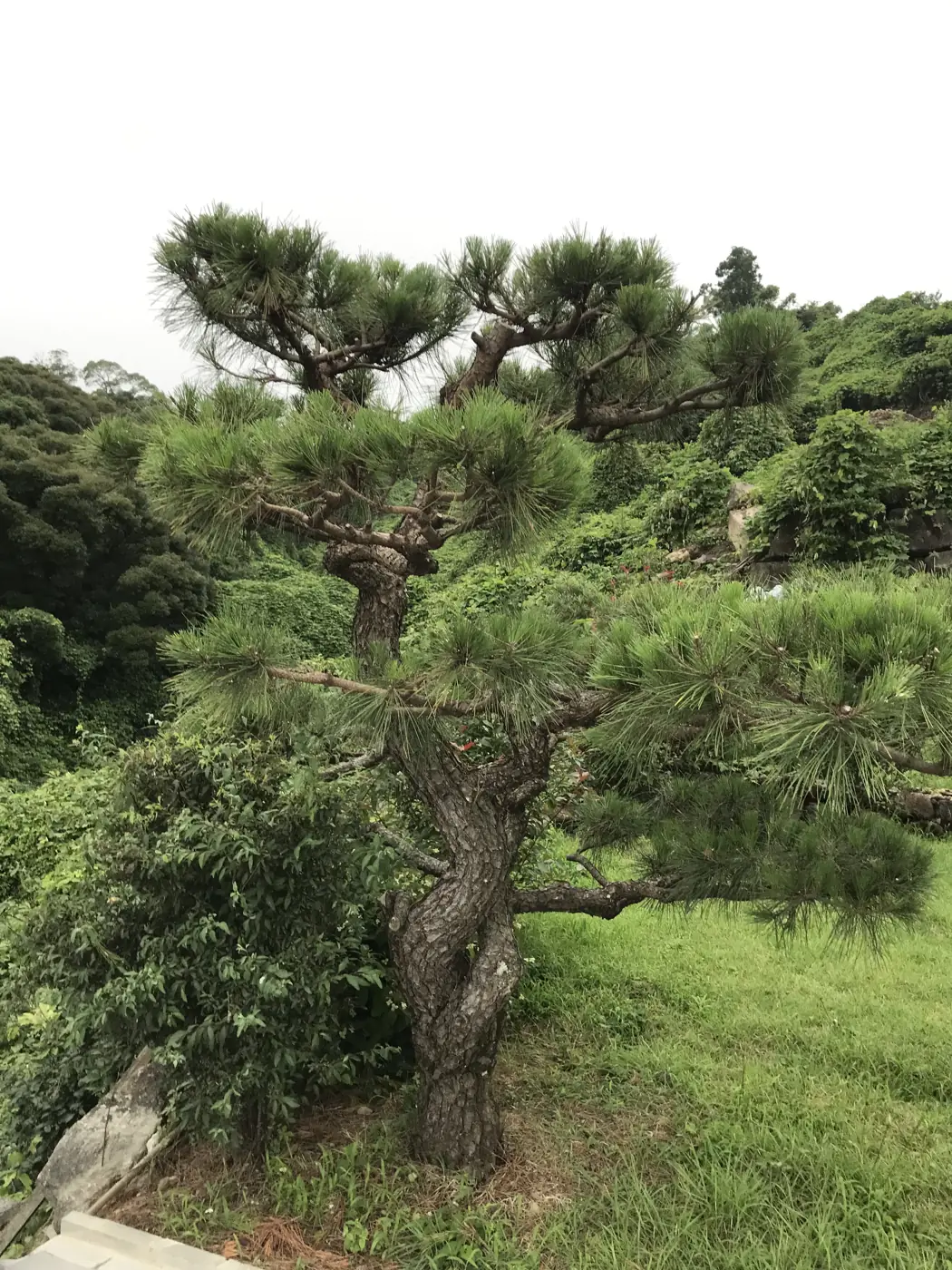 Cây thông già bên rìa vườn
