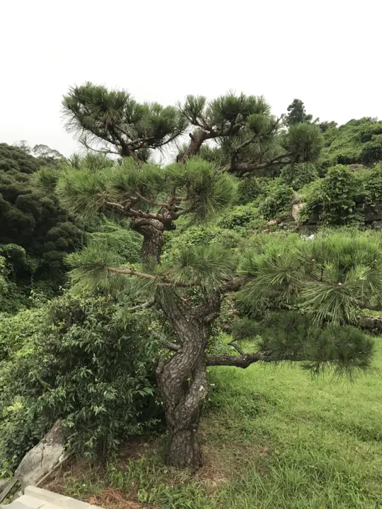 Cây thông già bên rìa vườn