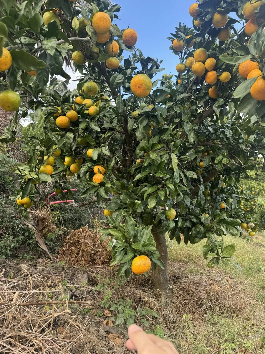 Tangerines ripening in the garden